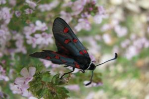 papillon de Provence lors d'une balade avec un guide dans la nature