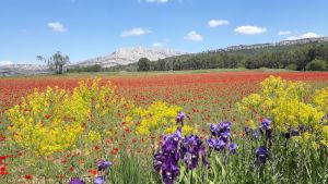 Sainte-Victoire champ fleuri