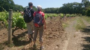 Balade dans les vignes