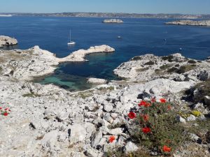 Iles du Frioul - sortie nature avec un guide de randonnée