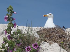 Un gabian sur l'île du Frioul