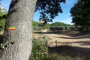 Randonnée avec un guide professionnel dans Sainte-Victoire 