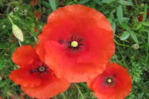 Coquelicots dans le massif de Sainte-Victoire