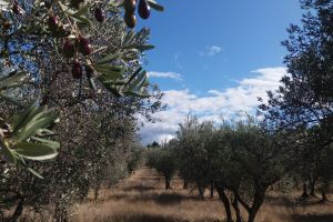Balade dans les Alpilles dans les champs d'oliviers avec un guide, suivie d'une dégustation d'huile d'olives
